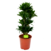 Dracaena Compacta - Vertakt - Drakenbloedboom - P27 H100 - Kamerplant