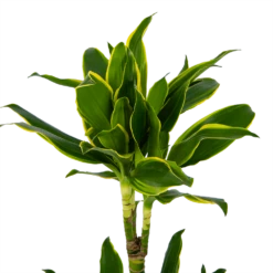 Dracaena Golden Coast - Op Stam - Drakenbloedboom - P19 H90 - Kamerplant -Buitentuinwinkel dracaena golden coast op stam drakenbloedboom p19 h90 kamerplant 4