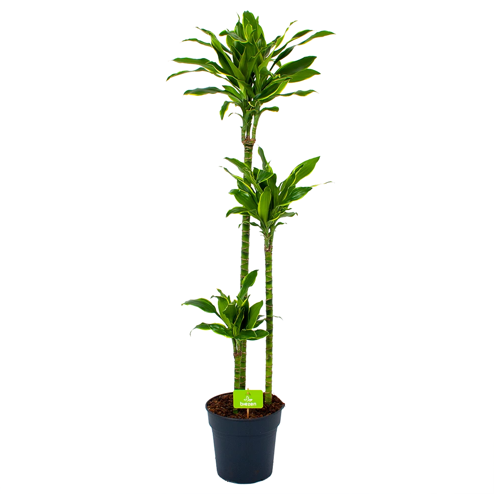 Dracaena Golden Coast - Op stam - Drakenbloedboom - p24 h150 - Kamerplant Dracaena Golden Coast - Op Stam - Drakenbloedboom - P24 H150 - Kamerplant -Buitentuinwinkel dracaena golden coast op stam drakenbloedboom p24 h150 1 1