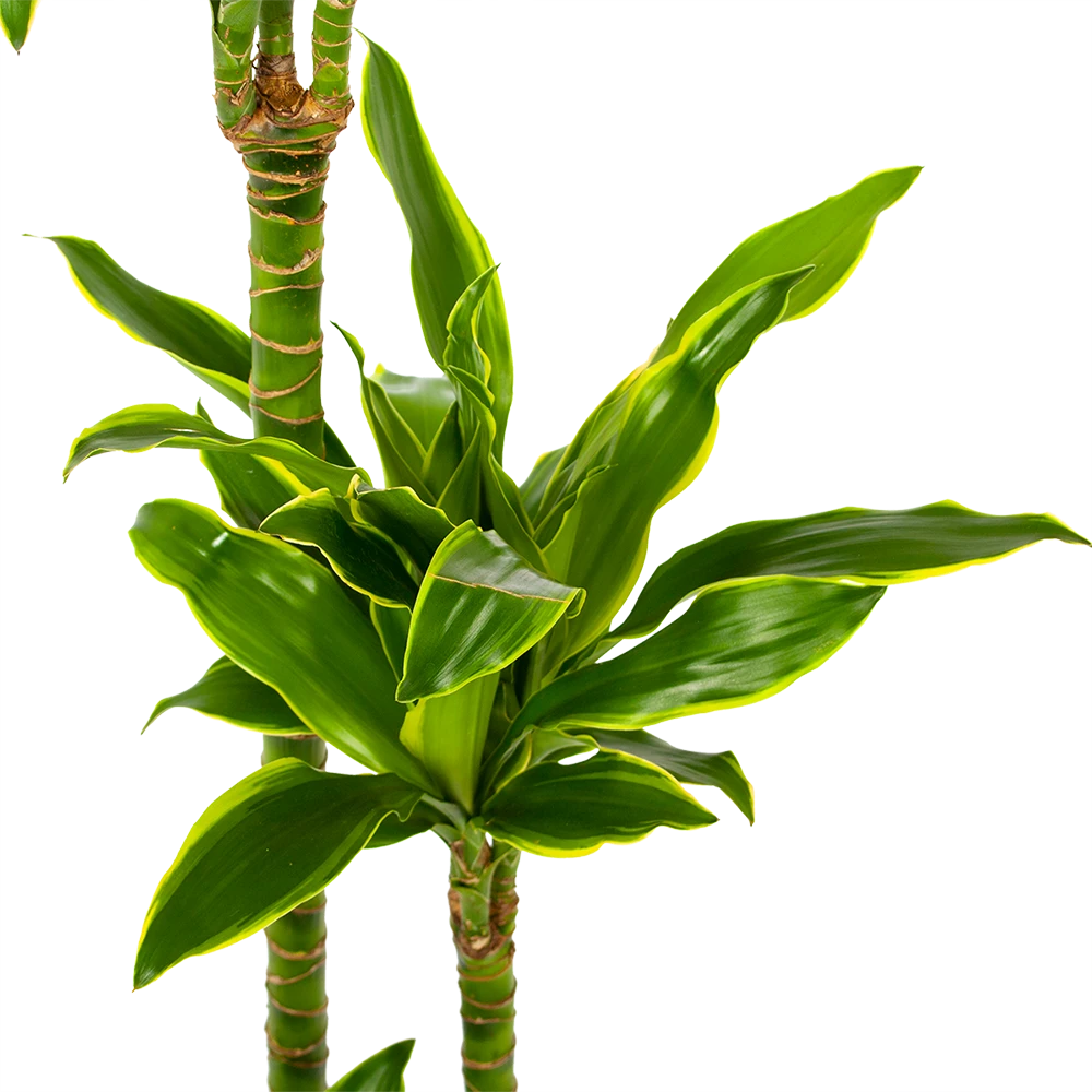Dracaena Golden Coast - Op stam - Drakenbloedboom - p24 h150 - Kamerplant Dracaena Golden Coast - Op Stam - Drakenbloedboom - P24 H150 - Kamerplant -Buitentuinwinkel dracaena golden coast op stam drakenbloedboom p24 h150 5 1