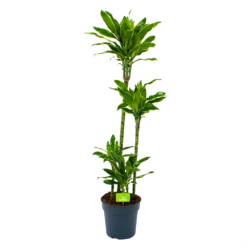 Dracaena Golden Coast - Op Stam - Drakenbloedboom - P27 H150 - Kamerplant