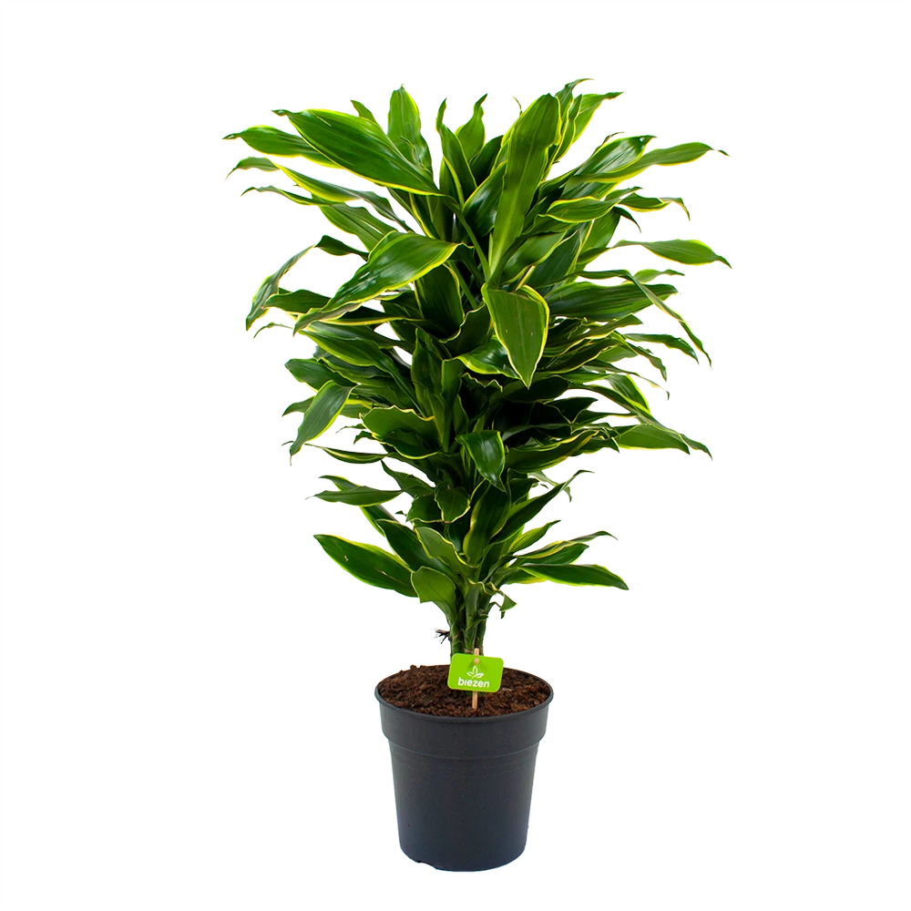 Dracaena Golden Coast - Vertakt - Drakenbloedboom - p21 h80 - Kamerplant Dracaena Golden Coast - Vertakt - Drakenbloedboom - P21 H80 - Kamerplant -Buitentuinwinkel dracaena golden coastdrakenbloedboom p21 h80 4