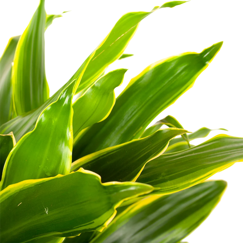 Dracaena Golden Coast - Vertakt - Drakenbloedboom - p21 h80 - Kamerplant Dracaena Golden Coast - Vertakt - Drakenbloedboom - P21 H80 - Kamerplant -Buitentuinwinkel dracaena golden coastdrakenbloedboom p21 h80 5
