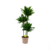 Dracaena Green Jewel - Op Stam - Drakenbloedboom - P28 H140 - Kamerplant