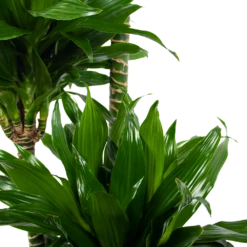 Dracaena Green Jewel - Op Stam - Drakenbloedboom - P28 H140 - Kamerplant -Buitentuinwinkel dracaena green jewel op stam drakenbloedboom p28 h140 6