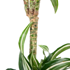 Dracaena Jade Jewel - Op Stam - Drakenbloedboom - P24 H100 - Kamerplant -Buitentuinwinkel dracaena jade jewel op stam drakenbloedboom p24 h100 6