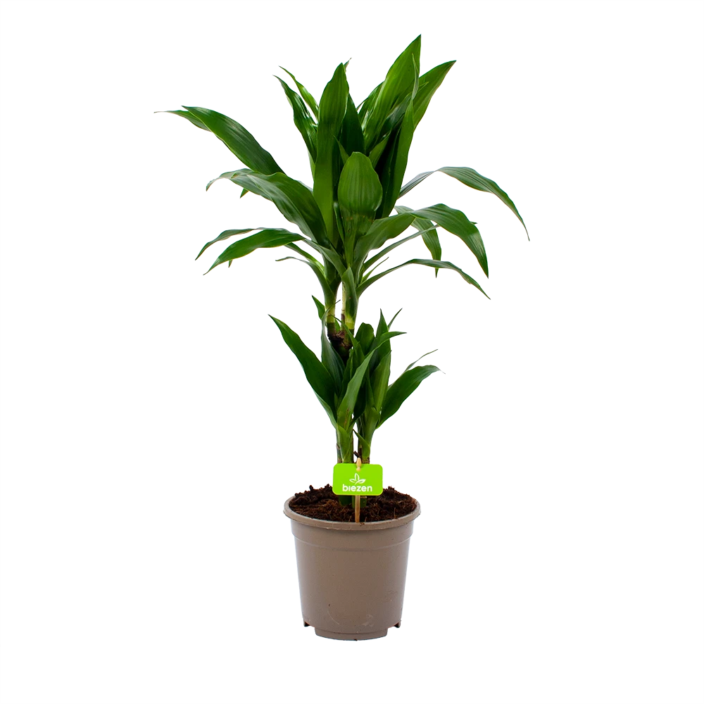 Dracaena Janet craig - Op stam - Drakenbloedboom - p17 h70 - Kamerplant Dracaena Janet Craig - Op Stam - Drakenbloedboom - P17 H70 - Kamerplant -Buitentuinwinkel dracaena janet craig op stam drakenbloedboom p17 h70 1
