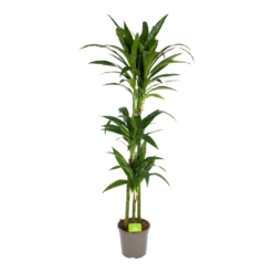 Dracaena Janet Craig - Op Stam - Drakenbloedboom - P24 H140 - Kamerplant