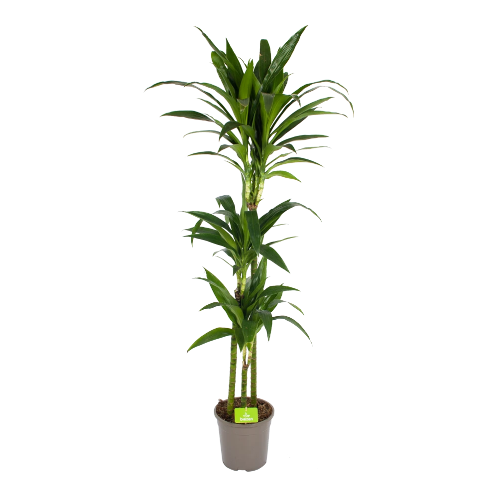 Dracaena Janet craig - Op stam - Drakenbloedboom - p24 h140 - Kamerplant Dracaena Janet Craig - Op Stam - Drakenbloedboom - P24 H140 - Kamerplant -Buitentuinwinkel dracaena janet craig op stam drakenbloedboom p24 h140 kamerplant 1