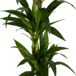 Dracaena Janet Craig - Op Stam - Drakenbloedboom - P24 H140 - Kamerplant 2 Dracaena Janet Craig - Op Stam - Drakenbloedboom - P24 H140 - Kamerplant -Buitentuinwinkel dracaena janet craig op stam drakenbloedboom p24 h140 kamerplant 3