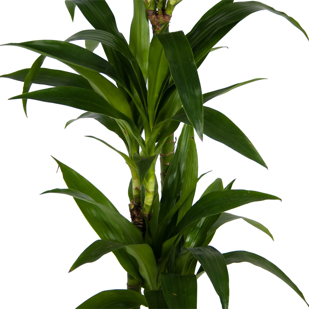 Dracaena Janet craig - Op stam - Drakenbloedboom - p24 h140 - Kamerplant Dracaena Janet Craig - Op Stam - Drakenbloedboom - P24 H140 - Kamerplant -Buitentuinwinkel dracaena janet craig op stam drakenbloedboom p24 h140 kamerplant 3