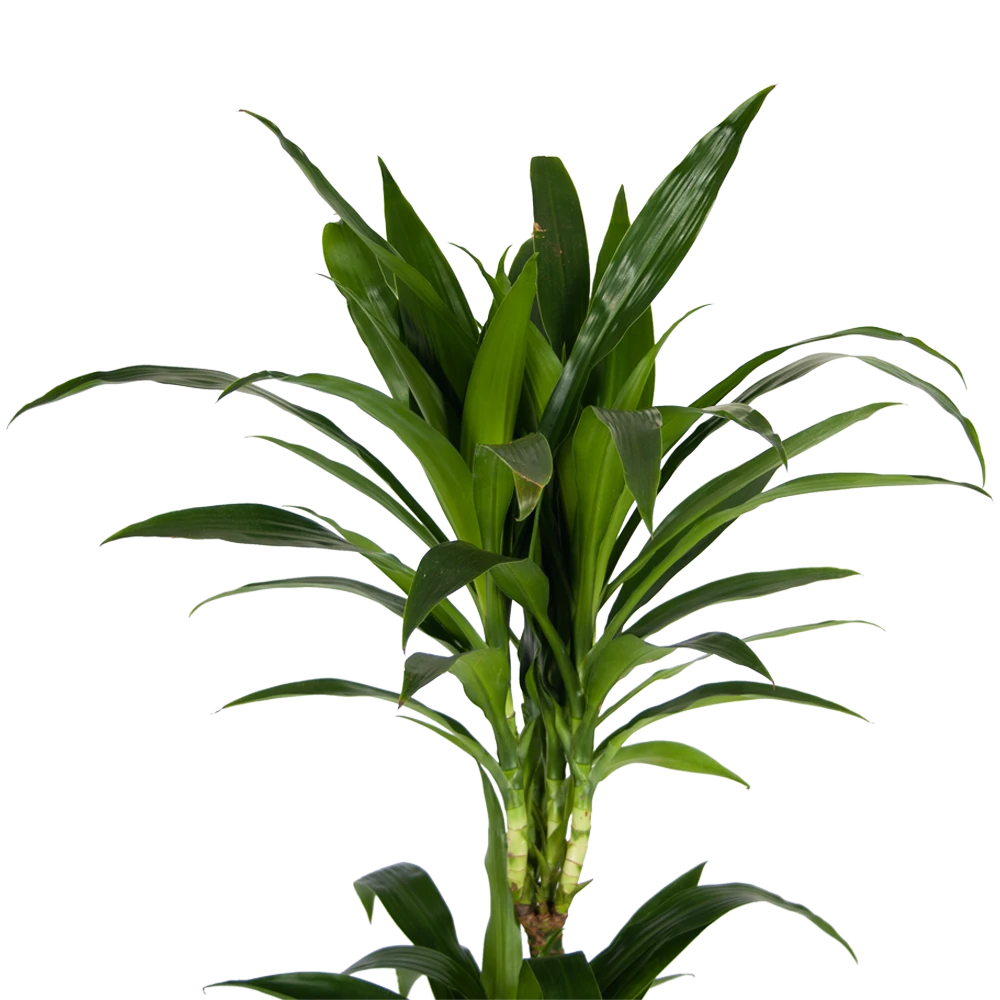 Dracaena Janet craig - Op stam - Drakenbloedboom - p24 h140 - Kamerplant Dracaena Janet Craig - Op Stam - Drakenbloedboom - P24 H140 - Kamerplant -Buitentuinwinkel dracaena janet craig op stam drakenbloedboom p24 h140 kamerplant 4