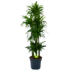 Dracaena Janet Craig - Op Stam - Drakenbloedboom - P34 H170 - Kamerplant