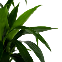 Dracaena Janet Craig - Op Stam - Drakenbloedboom - P34 H170 - Kamerplant -Buitentuinwinkel dracaena janet craig op stam drakenbloedboom p34 h170 6 1
