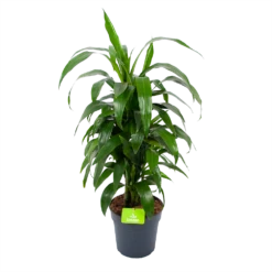 Dracaena Janet Craig - Vertrakt - Drakenbloedboom - P21 H80 - Kamerplant