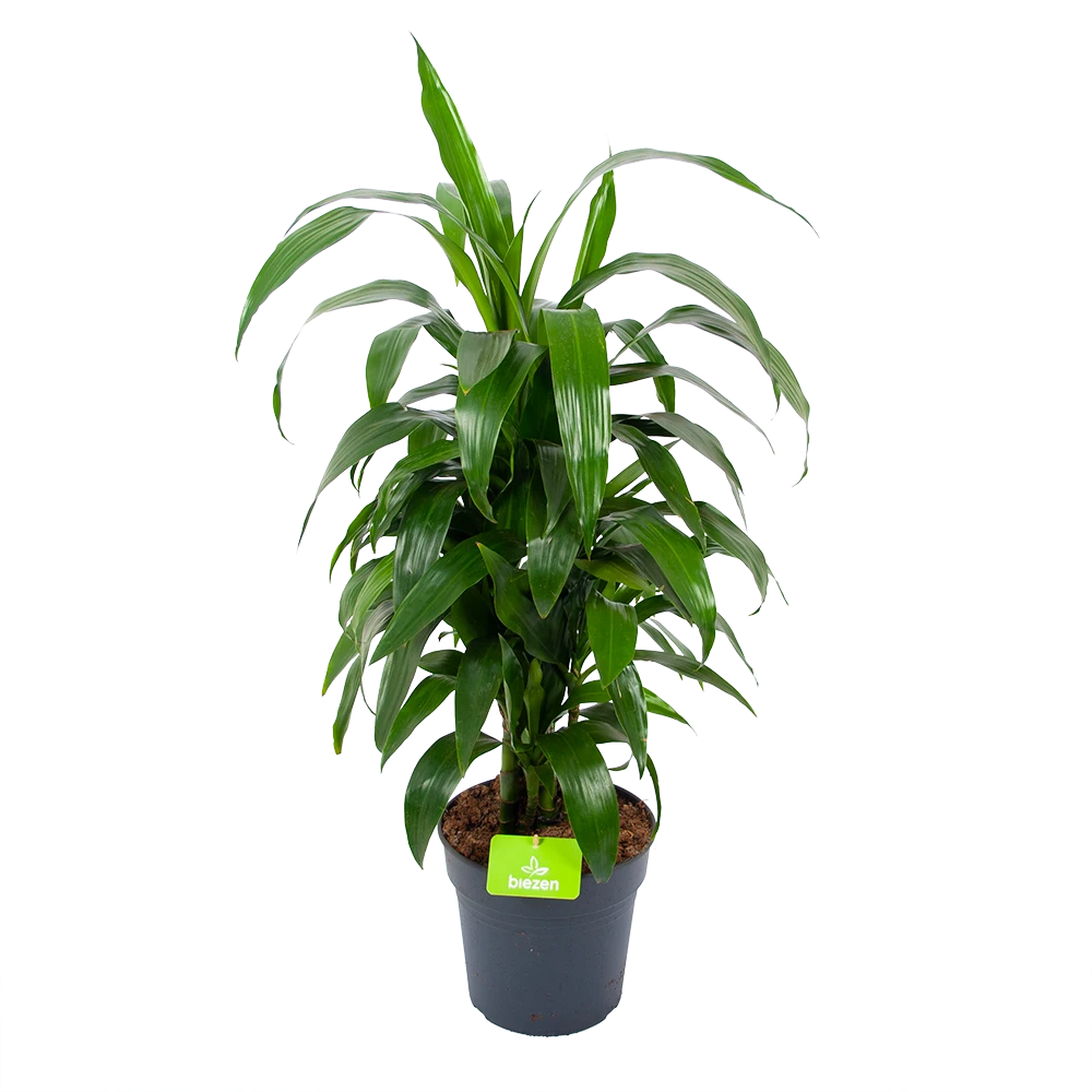 Dracaena Janet Craig - Vertrakt - Drakenbloedboom - p21 h80 - Kamerplant Dracaena Janet Craig - Vertrakt - Drakenbloedboom - P21 H80 - Kamerplant -Buitentuinwinkel dracaena janet craig vertrakt drakenbloedboom p21 h80 1 3
