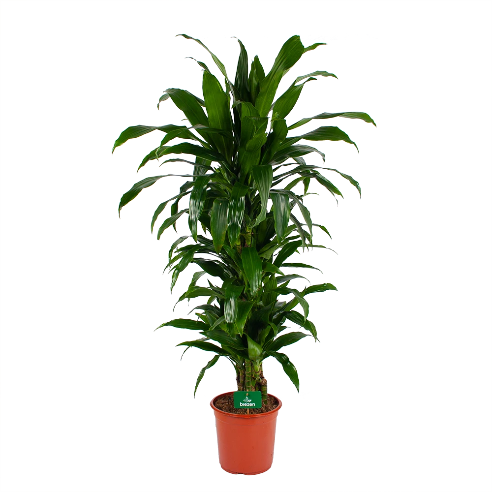 Dracaena Janet Craig - Vertrakt - Drakenbloedboom - p24 h110 - Kamerplant Dracaena Janet Craig - Vertrakt - Drakenbloedboom - P24 H110 - Kamerplant -Buitentuinwinkel dracaena janet craig vertrakt drakenbloedboom p24 h110 kamerplant 1
