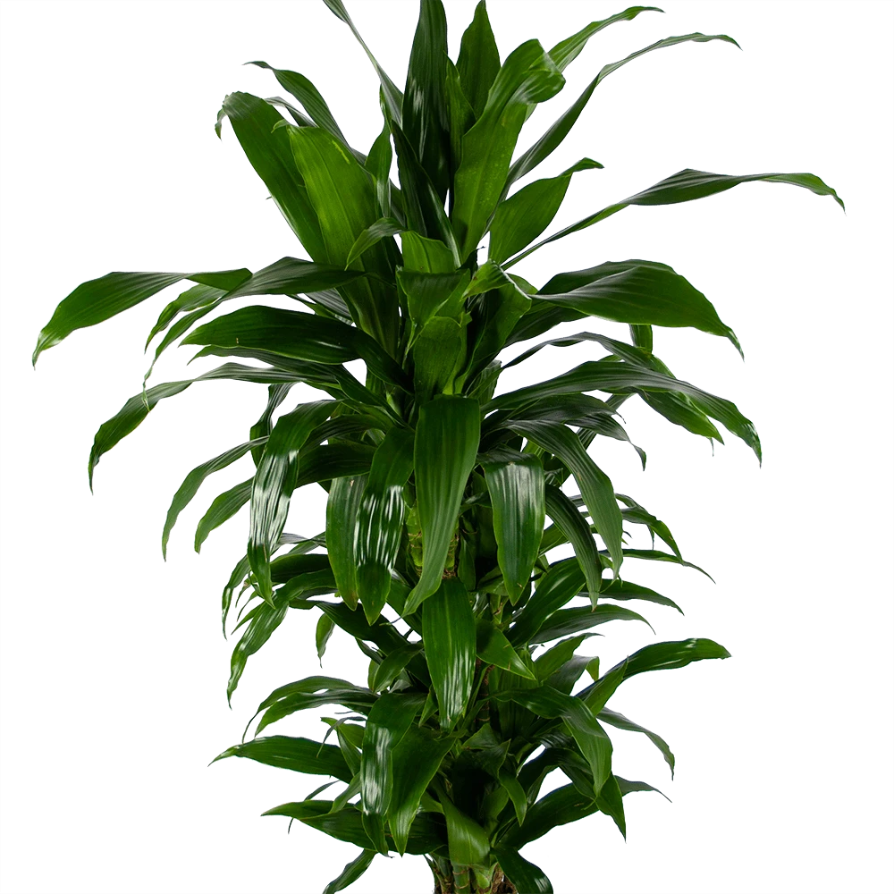 Dracaena Janet Craig - Vertrakt - Drakenbloedboom - p24 h110 - Kamerplant Dracaena Janet Craig - Vertrakt - Drakenbloedboom - P24 H110 - Kamerplant -Buitentuinwinkel dracaena janet craig vertrakt drakenbloedboom p24 h110 kamerplant 3