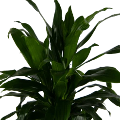 Dracaena Janet Craig - Vertrakt - Drakenbloedboom - P24 H110 - Kamerplant 2 Dracaena Janet Craig - Vertrakt - Drakenbloedboom - P24 H110 - Kamerplant -Buitentuinwinkel dracaena janet craig vertrakt drakenbloedboom p24 h110 kamerplant 4