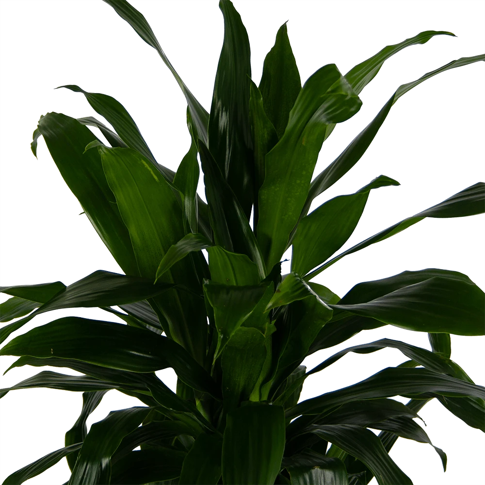 Dracaena Janet Craig - Vertrakt - Drakenbloedboom - p24 h110 - Kamerplant Dracaena Janet Craig - Vertrakt - Drakenbloedboom - P24 H110 - Kamerplant -Buitentuinwinkel dracaena janet craig vertrakt drakenbloedboom p24 h110 kamerplant 4