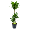 Dracaena Janet Lind - Op Stam - Drakenbloedboom - P21 H100 - Kamerplant