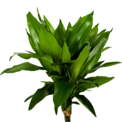 Dracaena Janet Lind - Op Stam - Drakenbloedboom - P21 H100 - Kamerplant -Buitentuinwinkel dracaena janet lind op stam drakenbloedboom p21 h100 5 1