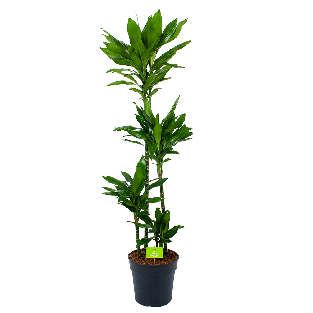 Dracaena Janet Lind - Op stam - Drakenbloedboom - p27 h150 - Kamerplant Dracaena Janet Lind - Op Stam - Drakenbloedboom - P27 H150 - Kamerplant -Buitentuinwinkel dracaena janet lind op stam drakenbloedboom p27 h150 1 1