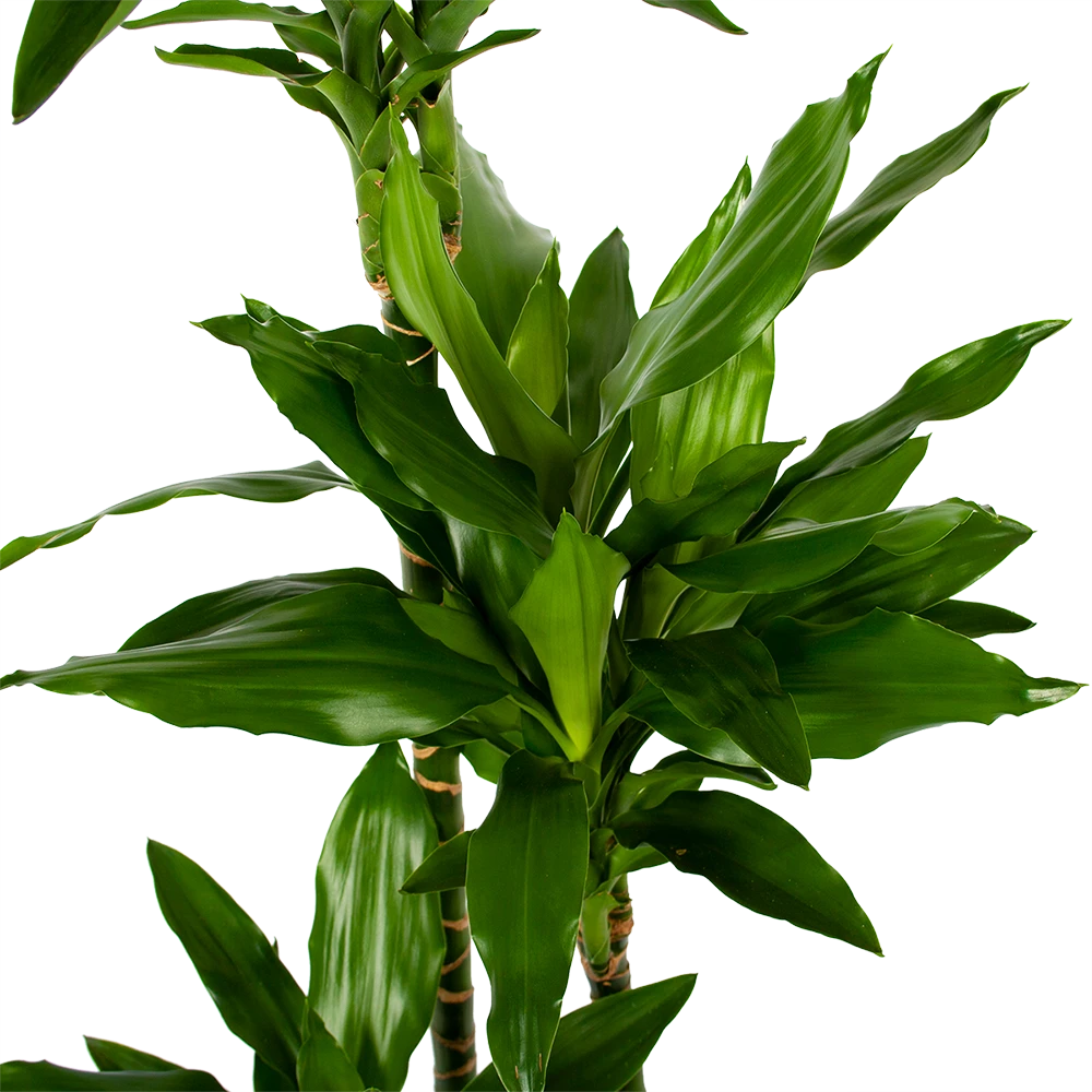 Dracaena Janet Lind - Op stam - Drakenbloedboom - p27 h150 - Kamerplant Dracaena Janet Lind - Op Stam - Drakenbloedboom - P27 H150 - Kamerplant -Buitentuinwinkel dracaena janet lind op stam drakenbloedboom p27 h150 5 1