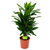 Dracaena Janet Lind - Vertakt - Drakenbloedboom - P21 H80 - Kamerplant
