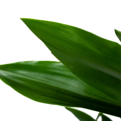 Dracaena Janet Lind - Vertakt - Drakenbloedboom - P21 H80 - Kamerplant -Buitentuinwinkel dracaena janet lind vertakt drakenbloedboom p21 h80 6