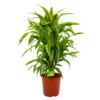 Dracaena Lemon Lime - Vertakt - Drakenbloedboom - P24 H110 - Kamerplant