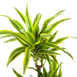 Dracaena Lemon Lime - Op Stam - Drakenbloedboom - P21 H100 - Kamerplant -Buitentuinwinkel dracaena lemon lime op stam drakenbloedboom p21 h100 5 1