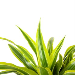 Dracaena Lemon Lime - Op Stam - Drakenbloedboom - P21 H100 - Kamerplant -Buitentuinwinkel dracaena lemon lime op stam drakenbloedboom p21 h100 6 1