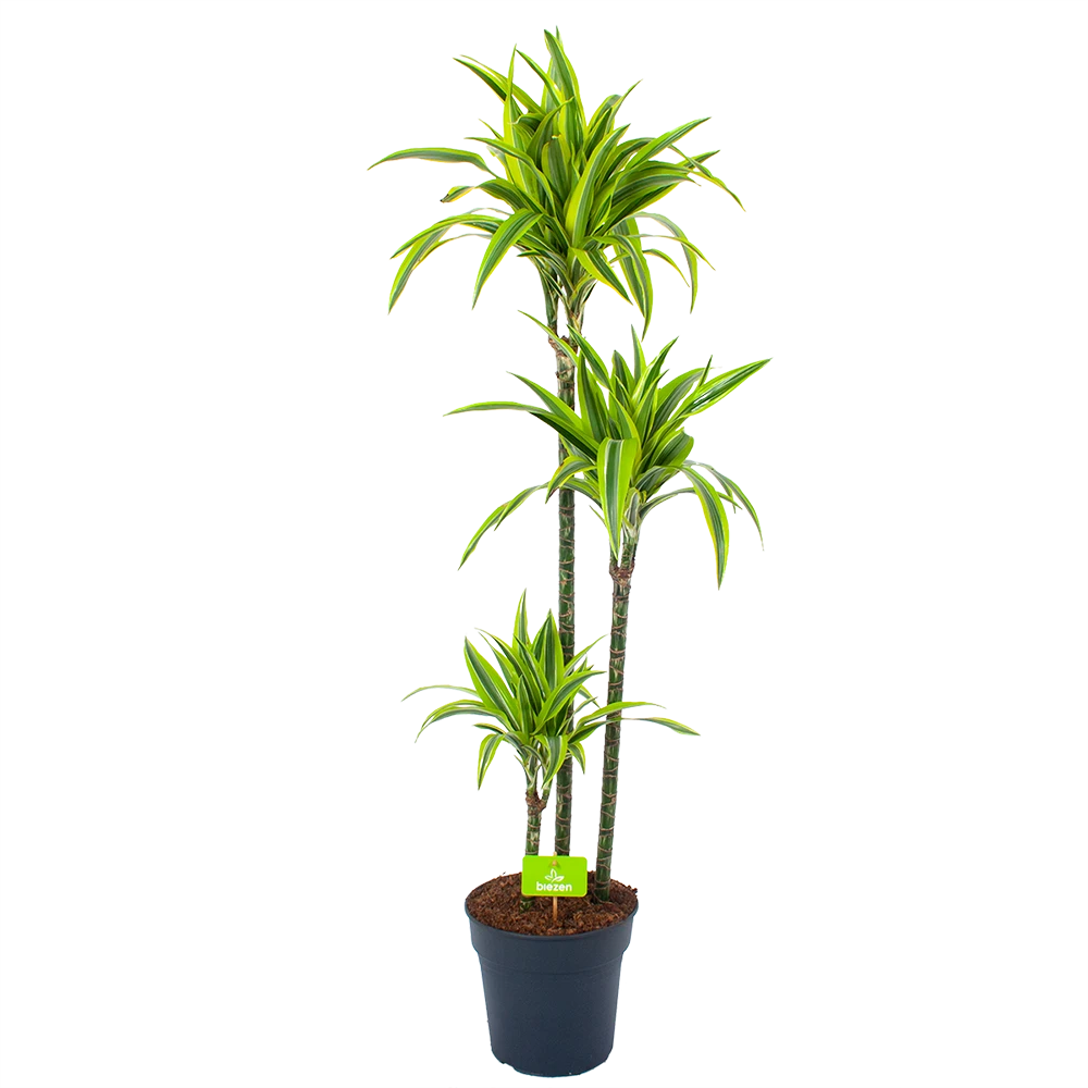Dracaena Lemon Lime - Op stam - Drakenbloedboom - p24 h150 - Kamerplant Dracaena Lemon Lime - Op Stam - Drakenbloedboom - P24 H150 - Kamerplant -Buitentuinwinkel dracaena lemon lime op stam drakenbloedboom p24 h150 1