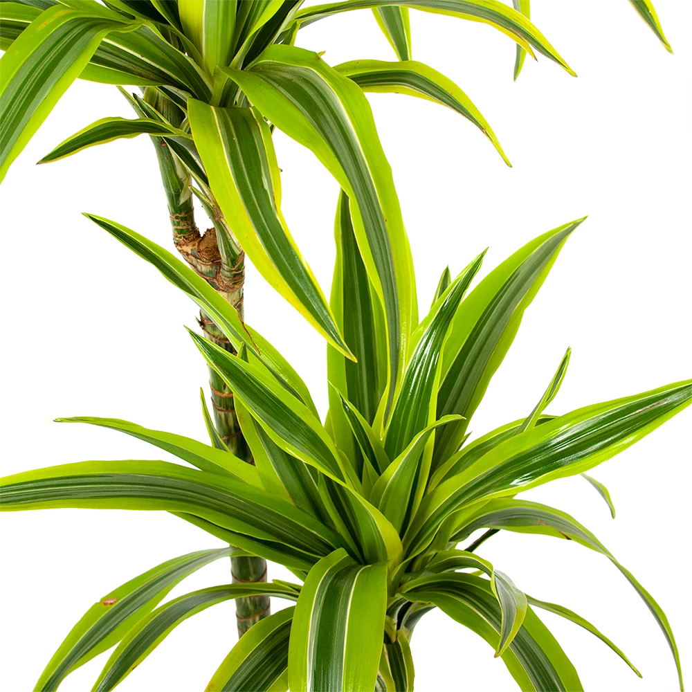 Dracaena Lemon Lime - Op stam - Drakenbloedboom - p24 h150 - Kamerplant Dracaena Lemon Lime - Op Stam - Drakenbloedboom - P24 H150 - Kamerplant -Buitentuinwinkel dracaena lemon lime op stam drakenbloedboom p24 h150 5