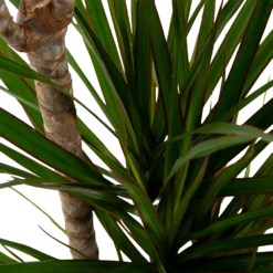 Dracaena Marginata Groen - Op Stam - Drakenbloedboom - P21 H125 - Kamerplant -Buitentuinwinkel dracaena marginata groen drakenbloedboom p21 h125 5