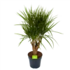 Dracaena Marginata Groen - Vertakt - Drakenbloedboom - P27 H120 - Kamerplant