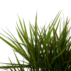 Dracaena Marginata Groen - Vertakt - Drakenbloedboom - P27 H120 - Kamerplant -Buitentuinwinkel dracaena marginata groen vertakt drakenbloedboom p27 h120 6 3