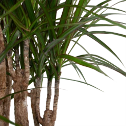 Dracaena Marginata Groen - Vertakt - Drakenbloedboom - P30 H140 - Kamerplant 2 Dracaena Marginata Groen - Vertakt - Drakenbloedboom - P30 H140 - Kamerplant -Buitentuinwinkel dracaena marginata groen vertakt drakenbloedboom p30 h140 6