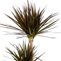 Dracaena Marginata Magenta - Op Stam - Drakenbloedboom - P24 H140 - Kamerplant -Buitentuinwinkel dracaena marginata magenta op stam drakenbloedboom p24 h140 kamerplant 4