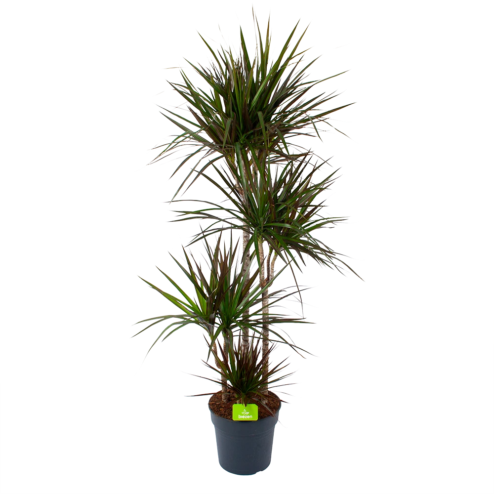 Dracaena Marginata Magenta - Op stam - Drakenbloedboom - p27 h150 - Kamerplant Dracaena Marginata Magenta - Op Stam - Drakenbloedboom - P27 H150 - Kamerplant -Buitentuinwinkel dracaena marginata magenta op stam drakenbloedboom p27 h150 1