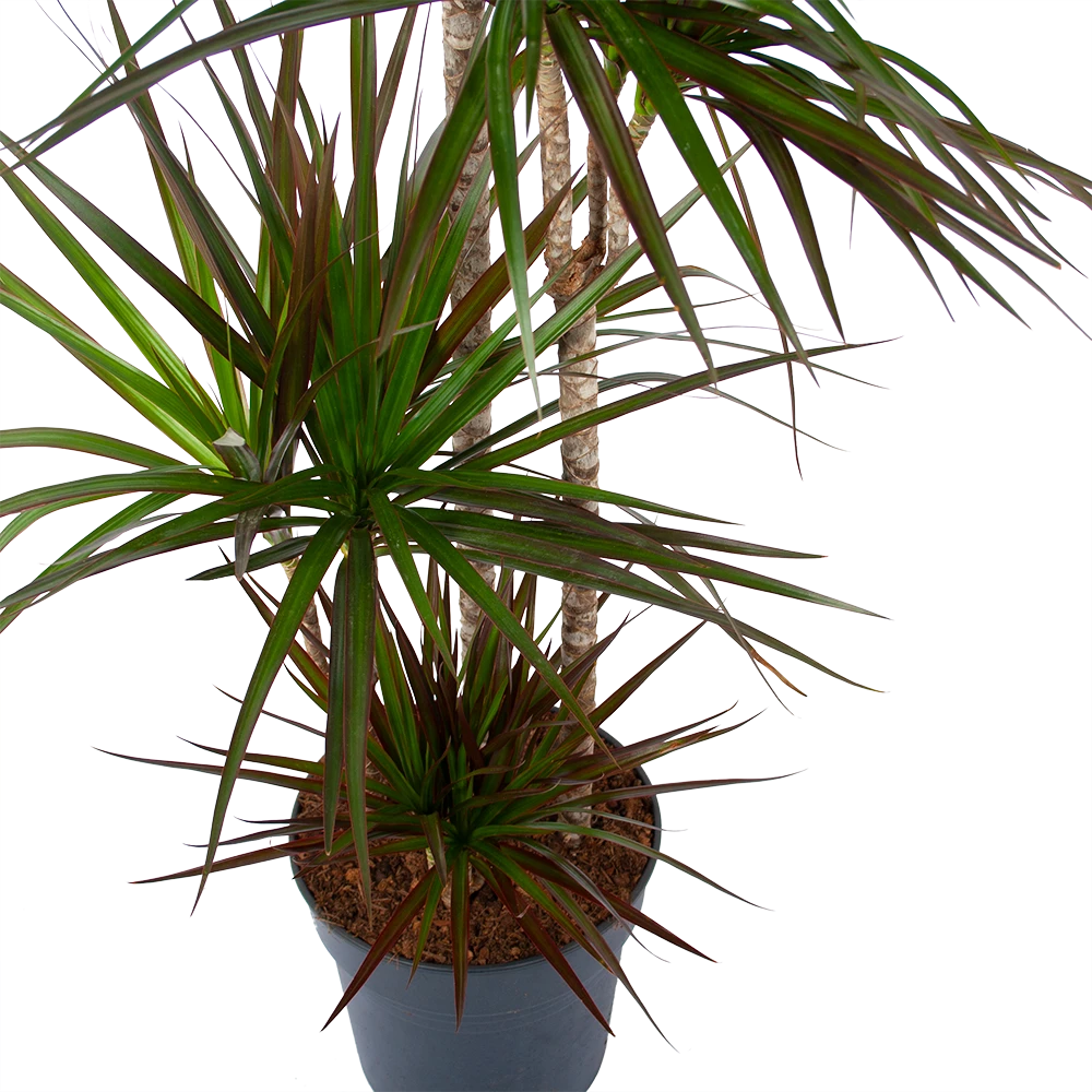 Dracaena Marginata Magenta - Op stam - Drakenbloedboom - p27 h150 - Kamerplant Dracaena Marginata Magenta - Op Stam - Drakenbloedboom - P27 H150 - Kamerplant -Buitentuinwinkel dracaena marginata magenta op stam drakenbloedboom p27 h150 5