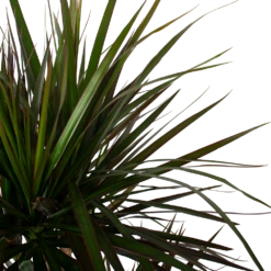 Dracaena Marginata Magenta - Op Stam - Drakenbloedboom - P27 H150 - Kamerplant 2 Dracaena Marginata Magenta - Op Stam - Drakenbloedboom - P27 H150 - Kamerplant -Buitentuinwinkel dracaena marginata magenta op stam drakenbloedboom p27 h150 6