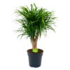 Dracaena Reflexa Anita - Enkele Stam - Drakenbloedboom - P21 H80 - Kamerplant