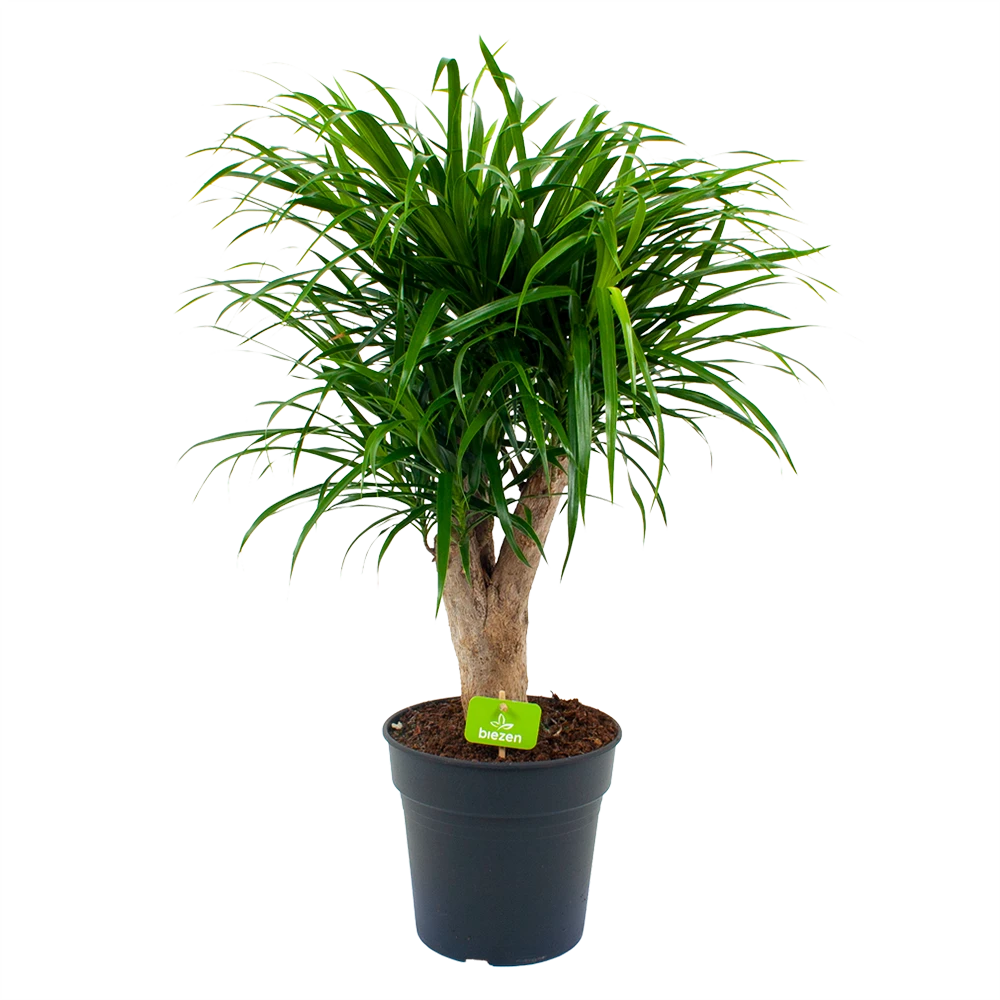 Dracaena Reflexa Anita - Enkele Stam - Drakenbloedboom - p21 h80 - Kamerplant Dracaena Reflexa Anita - Enkele Stam - Drakenbloedboom - P21 H80 - Kamerplant -Buitentuinwinkel