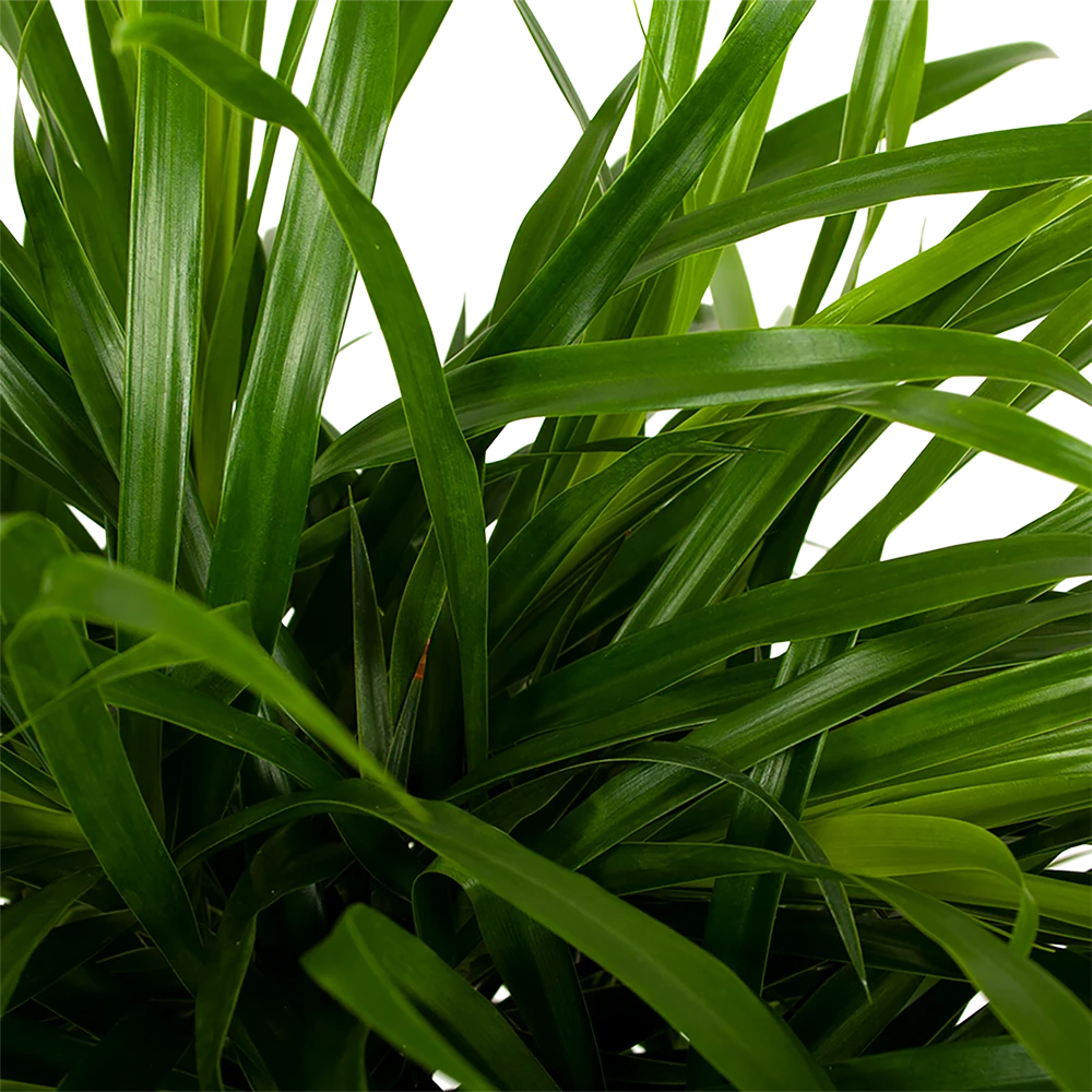 Dracaena Reflexa Anita - Enkele Stam - Drakenbloedboom - p21 h80 - Kamerplant Dracaena Reflexa Anita - Enkele Stam - Drakenbloedboom - P21 H80 - Kamerplant -Buitentuinwinkel