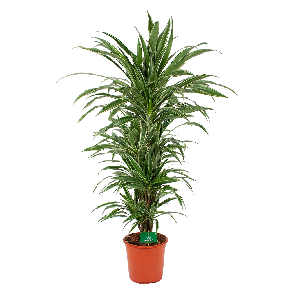 Dracaena Warneckei - Vertakt - Drakenbloedboom - p24 h110 - Kamerplant Dracaena Warneckei - Vertakt - Drakenbloedboom - P24 H110 - Kamerplant -Buitentuinwinkel dracaena warneckei vertakt drakenbloedboom p24 h110 kamerplant 1