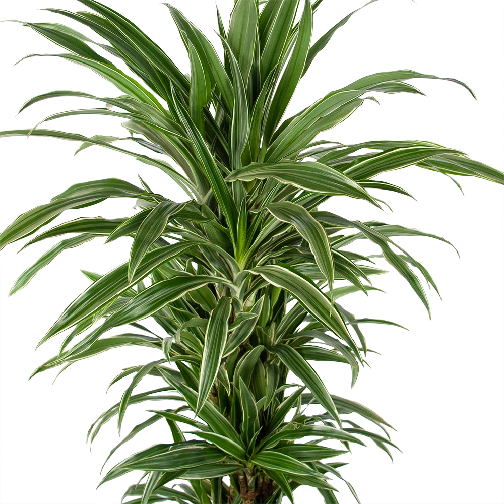 Dracaena Warneckei - Vertakt - Drakenbloedboom - p24 h110 - Kamerplant Dracaena Warneckei - Vertakt - Drakenbloedboom - P24 H110 - Kamerplant -Buitentuinwinkel dracaena warneckei vertakt drakenbloedboom p24 h110 kamerplant 3