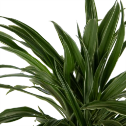 Dracaena Warneckei - Vertakt - Drakenbloedboom - P24 H110 - Kamerplant 2 Dracaena Warneckei - Vertakt - Drakenbloedboom - P24 H110 - Kamerplant -Buitentuinwinkel dracaena warneckei vertakt drakenbloedboom p24 h110 kamerplant 4