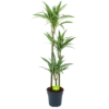 Dracaena White Stripe - Op Stam - Drakenbloedboom - P24 H150 - Kamerplant